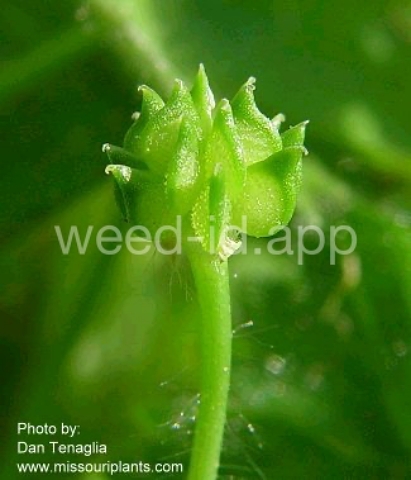 buttercup, small-flower